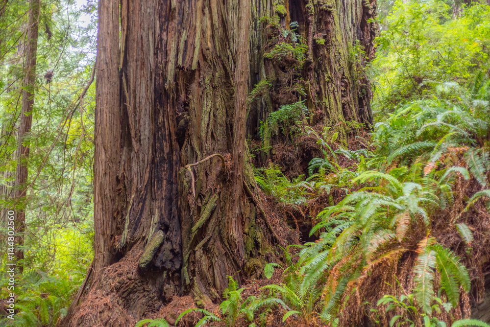 Fototapeta premium Beautiful texture of bark of old redwood. Amazing green forest of sequoia. Redwood national and state parks. California, USA