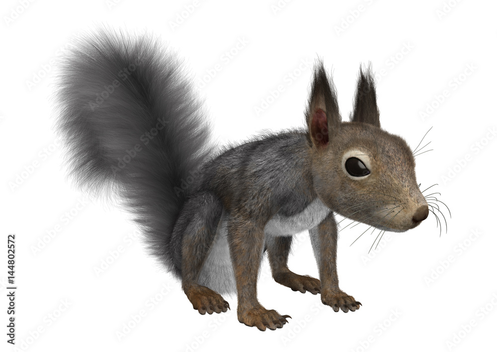 Obraz premium 3D Rendering Eastern Grey Squirrel on White