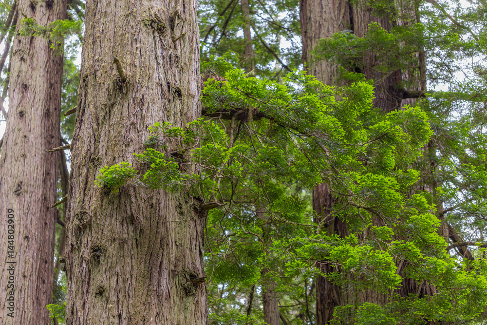 The fairy green forest. Redwood national and state parks. California, USA The fairy green forest. Redwood national and state parks. California, USA