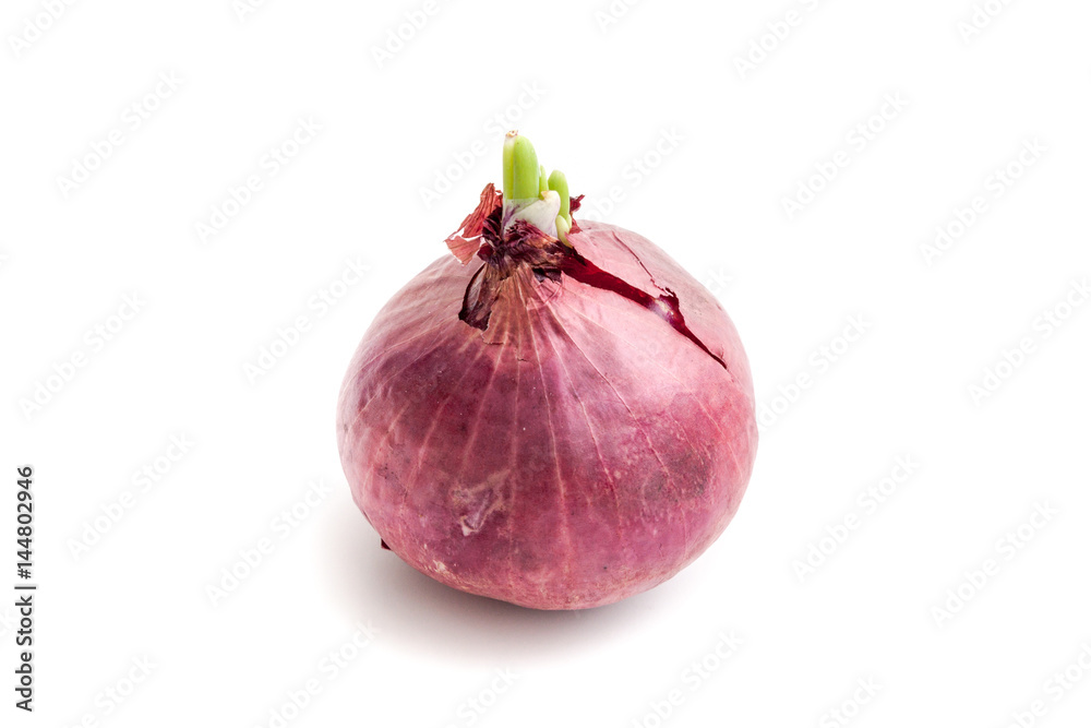 Indian shallot on white background isolated