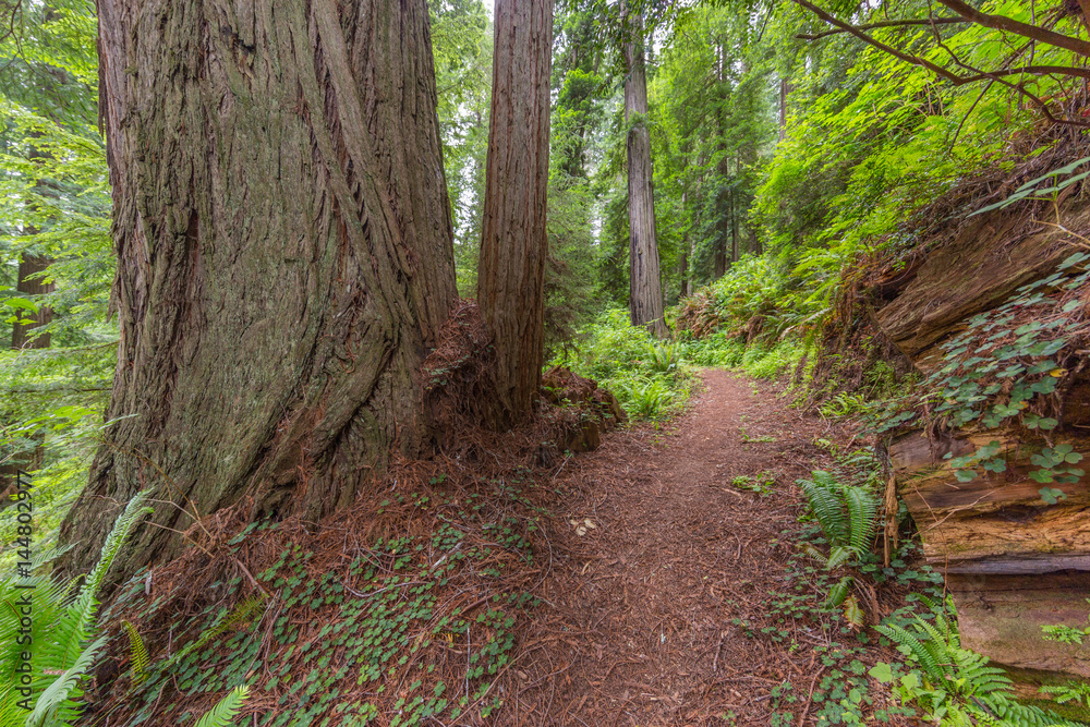Obraz premium Old-growth sequoias in the fairy green forest. A path in the redwood forest. Redwood national and state parks. California, USA
