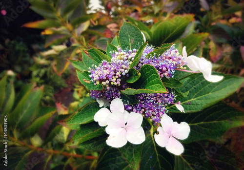 purple flower