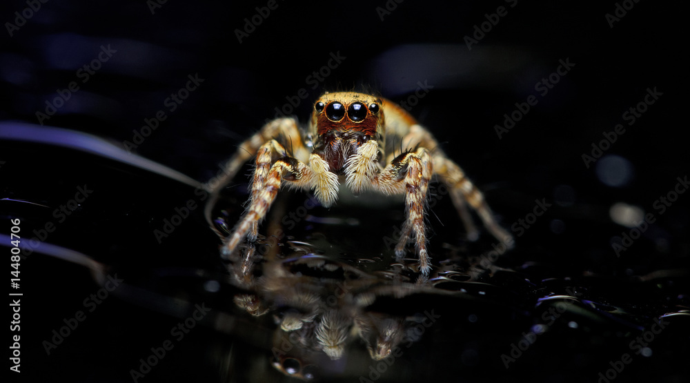 Naklejka premium Beautiful Spider on glass, Jumping Spider in Thailand, Carrhotus sannio
