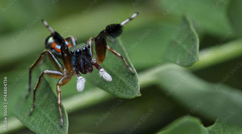 Fototapeta premium Beautiful Spider on green leaf, Jumping Spider in Thailand, Siler semiglaucus