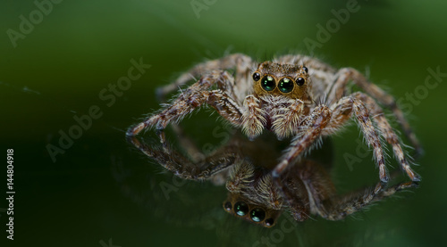 Beautiful Spider on glass, Jumping Spider in Thailand, Plexippus petersi