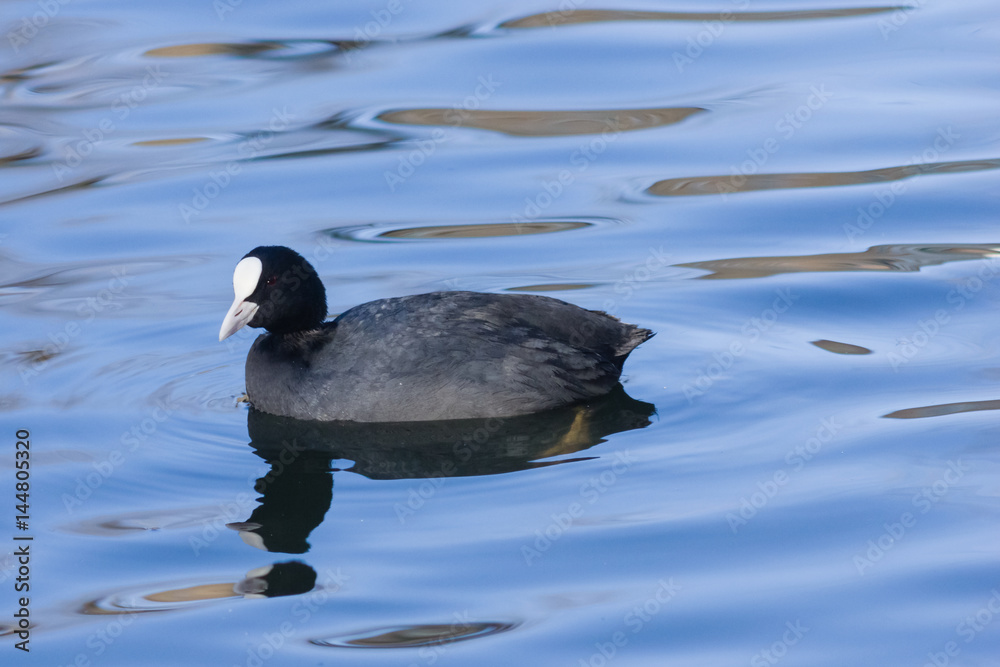 Eurasian coot Fulica atra swimming in pond with reflection close-up portrait, selective focus, shallow DOF Eurasian coot Fulica atra swimming in pond with reflection close-up portrait, selective focus, shallow DOF