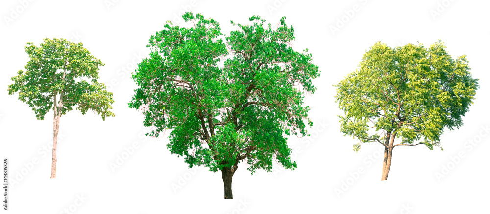 Fototapeta premium Isolated tree on white background.