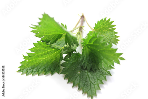 Tableau sur toile Nettle isolated