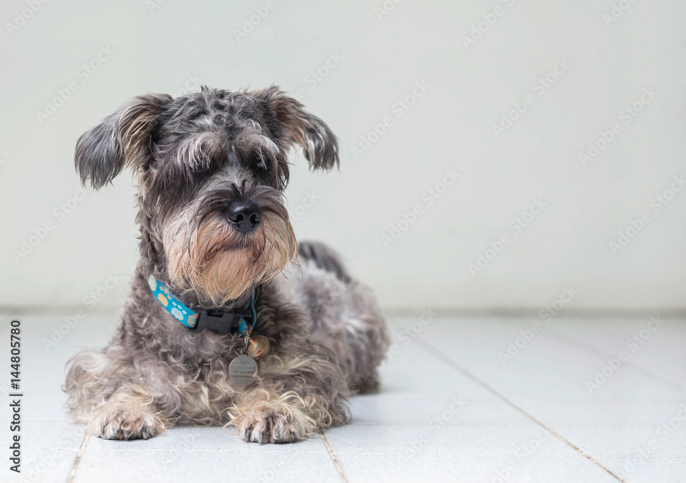 Closeup schnauzer dog looking on blurred tile floor and white cement wall in front of house view background with copy space Closeup schnauzer dog looking on blurred tile floor and white cement wall in front of house view background with copy space