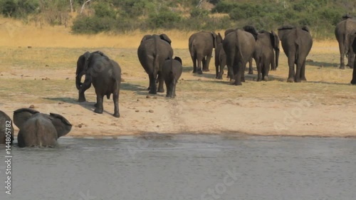 African elephant, Loxodonta in Hwange National Park, Zimbabwe, Africa safari wildlife and wilderness photo