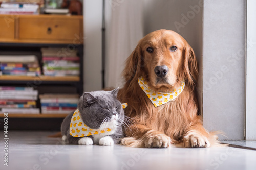 British cat and Golden Retriever