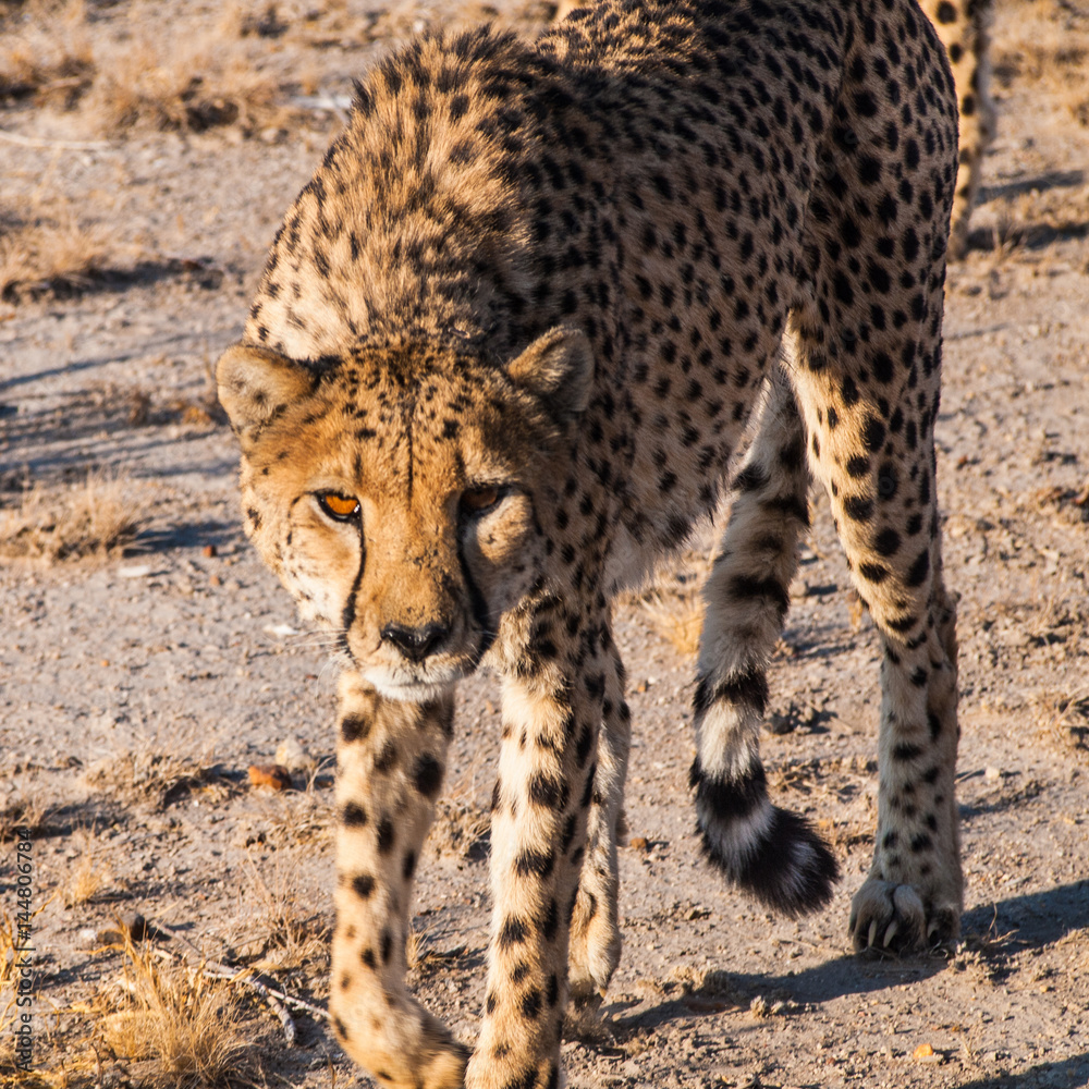 Obraz premium Cheetah in Otjitotongwe Ceetah Farm, Namibia