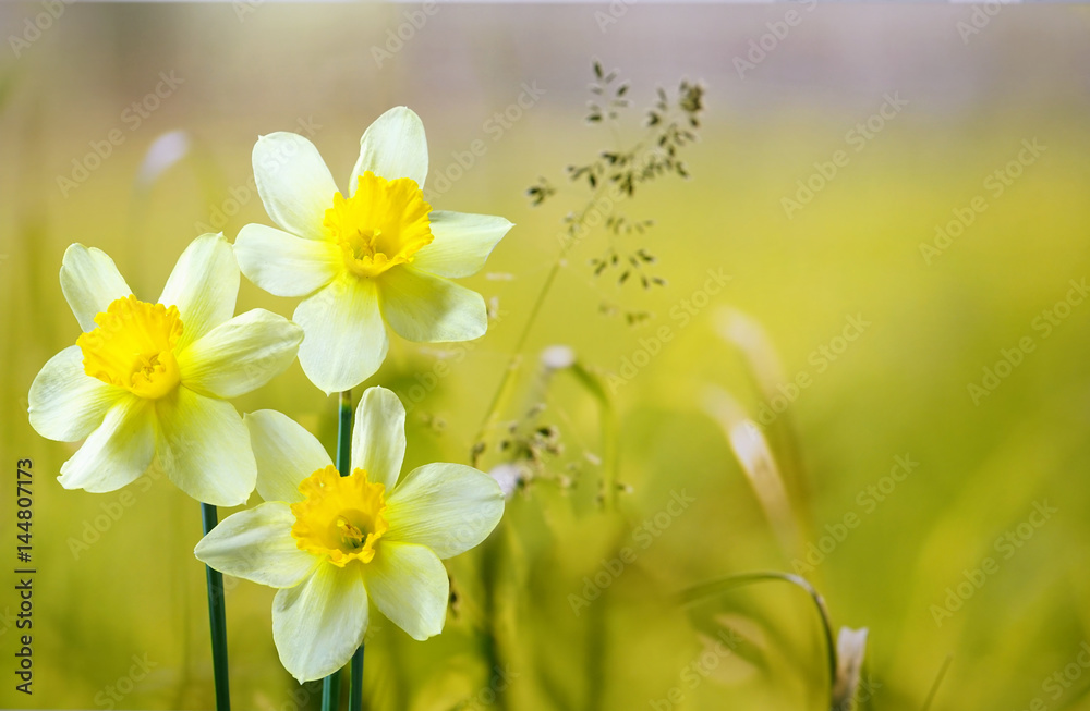 Three flower daffodils in spring outdoors on a meadow in the grass in the sun close-up on  light green background. Beautiful spring pattern for design. Delicate artistic image. - obrazy, fototapety, plakaty 