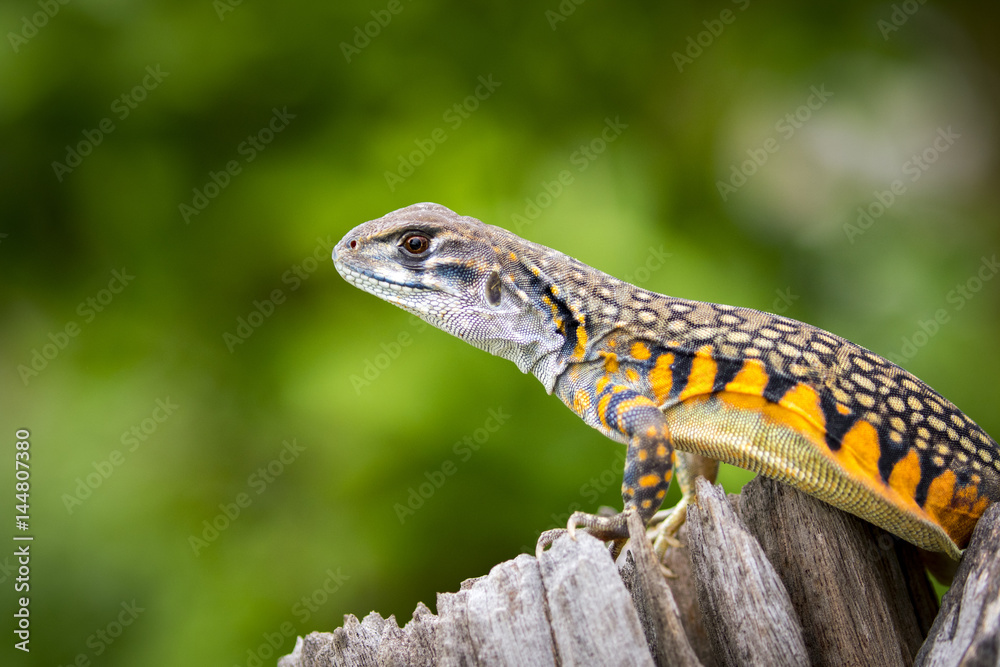 Obraz premium Image of Butterfly Agama Lizard (Leiolepis Cuvier) on nature background. . Reptile Animal