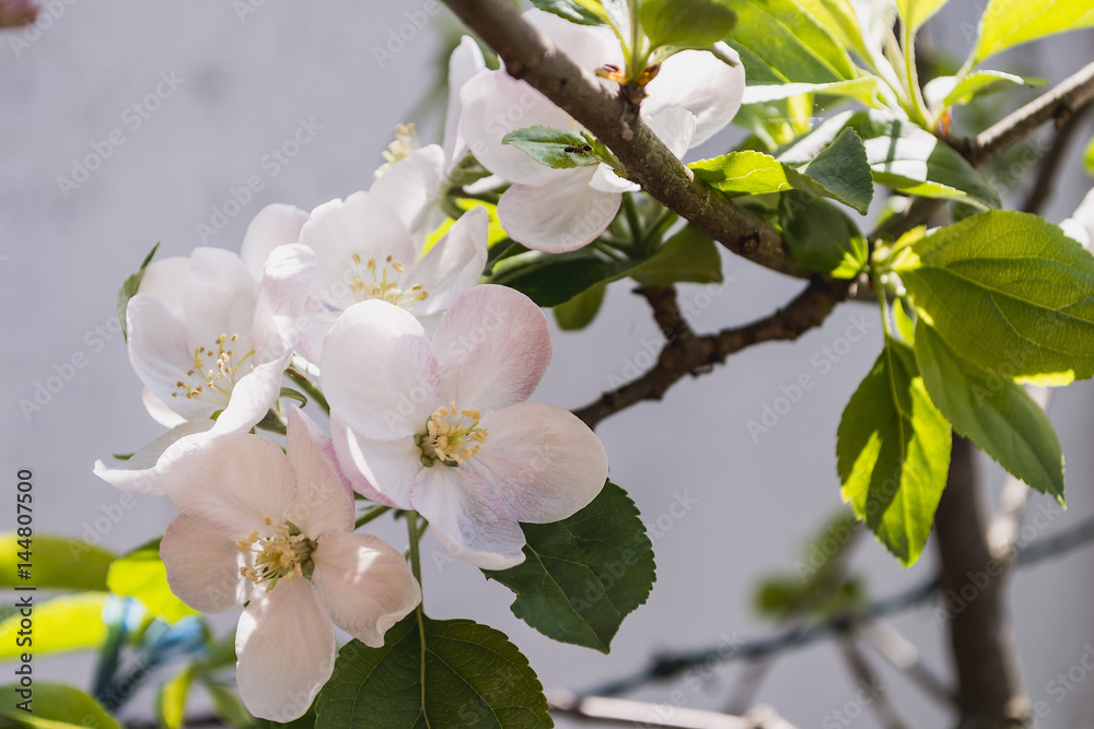 Obraz premium fiori di melo