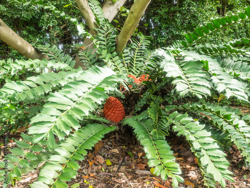 Holly Leaf Cycad photo