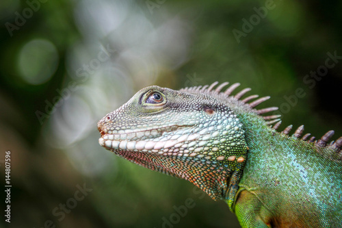 Lizard © Jof