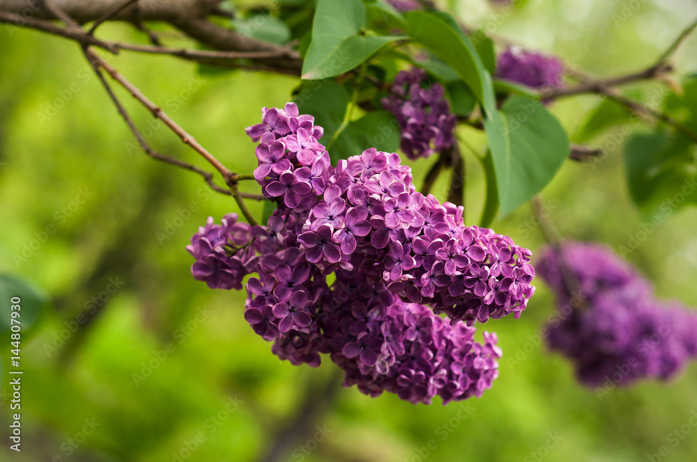 Lilac bush on natural background. Macro image of spring lilac violet flowers. Lilac bush on natural background. Macro image of spring lilac violet flowers.