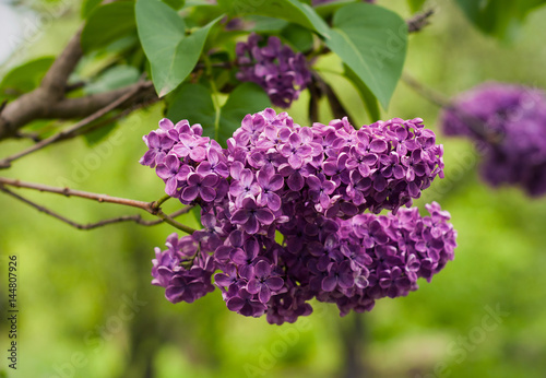 Lilac bush on natural background. Macro image of spring lilac violet flowers.