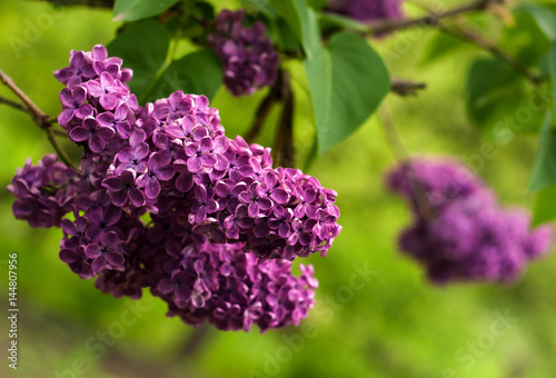 Lilac bush on natural background. Macro image of spring lilac violet flowers.