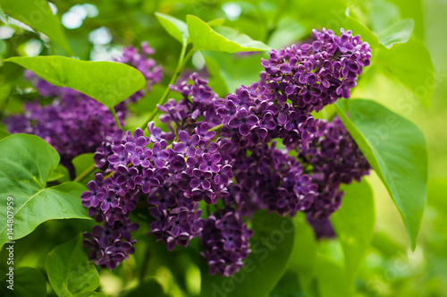 Lilac bush on natural background. Macro image of spring lilac violet flowers.