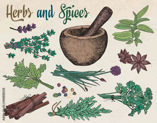 beautiful hand drawing healthy herbs and spices mortar.
herbs, basil, chervil, chives, cilantro, coriander, dill, mint, oregano, parsley, rosemary, rocket, sage, tarragon, thyme