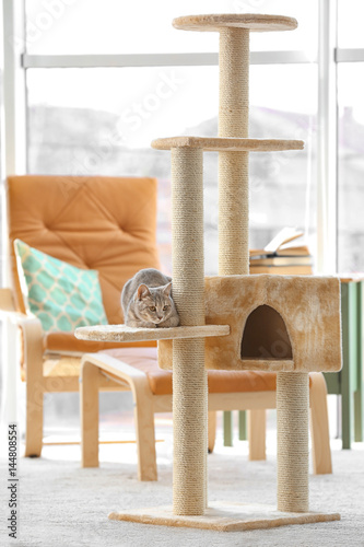Fototapeta Naklejka Na Ścianę i Meble -  Cute funny cat and tree in room