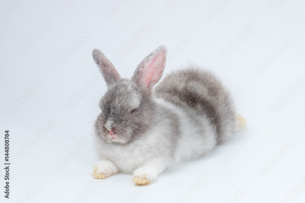 New born rabbit on white background