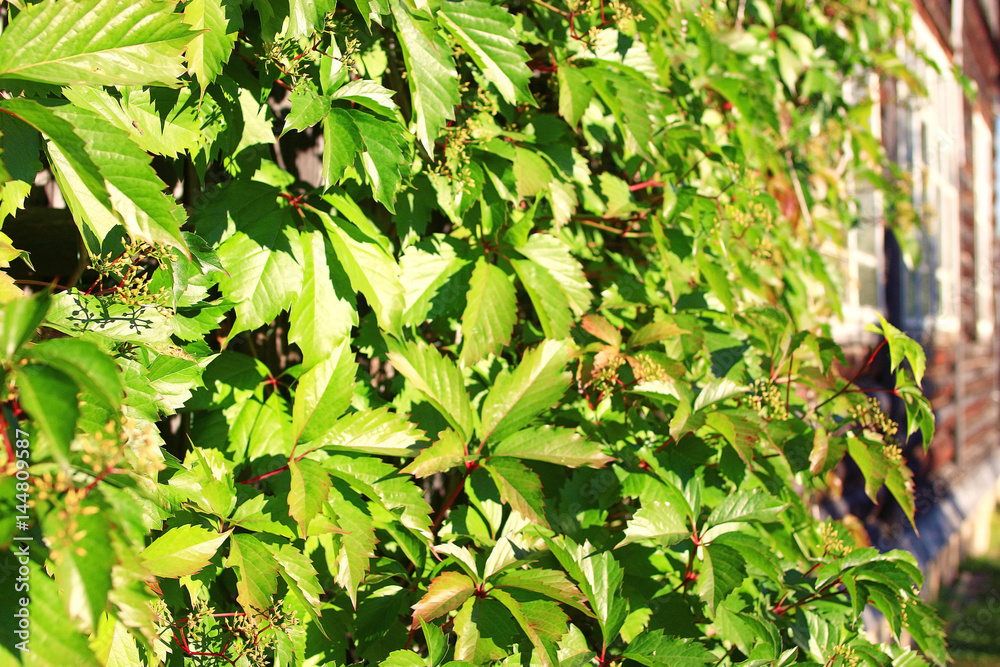 young green leaves spring background young green leaves spring background
