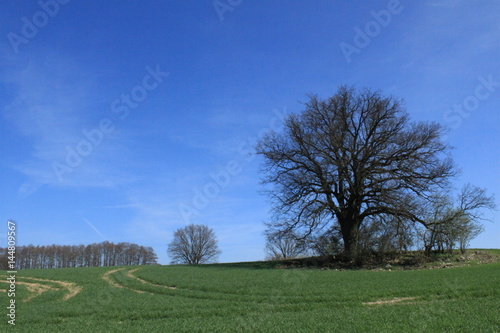 Frühling in Mecklenburg / Feld am Krakower See