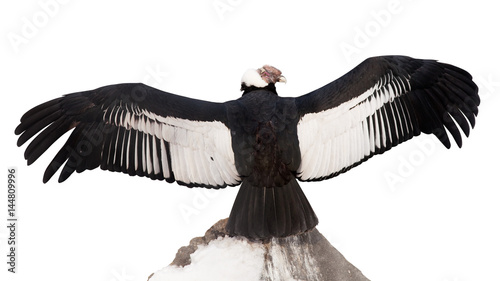 Andean condor. Isolated over white
