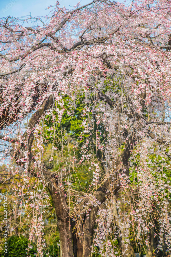 Sakura tree at Zojoji Temple Travel in Japan on March 30, 2017 Sakura tree at Zojoji Temple Travel in Japan on March 30, 2017