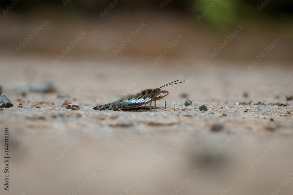Butterfly eating Salt licks on ground Butterfly eating Salt licks on ground