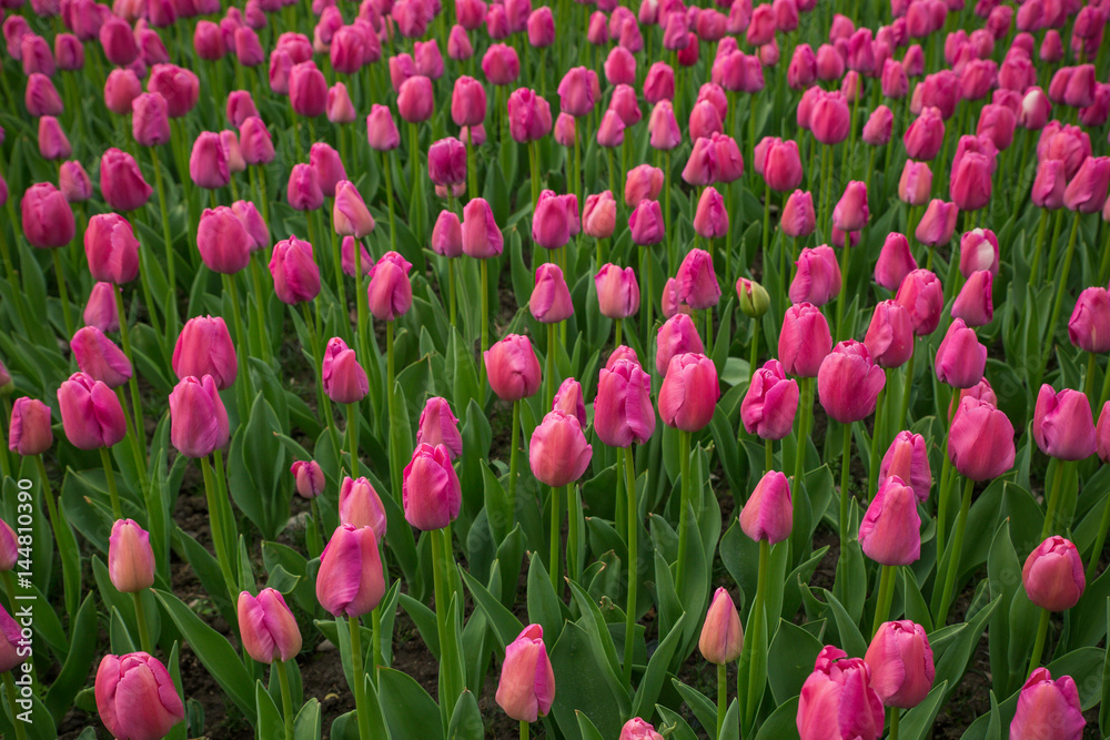 Beautiful tulip field, red tulip flower garden. Beautiful tulip field, red tulip flower garden.