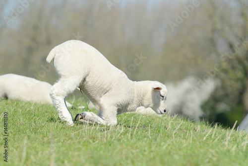 Sheep lamb standing on pasture and looking