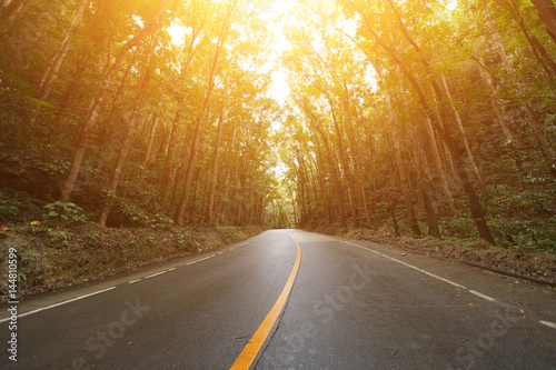 Scene with road in forest at Bilar Man-Made Forest,Philippine