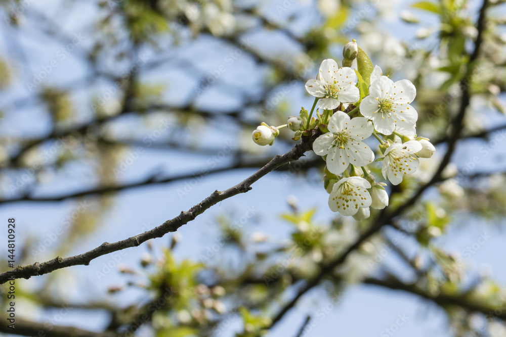 White cherry blossoms on a branch. White cherry blossoms on a branch.