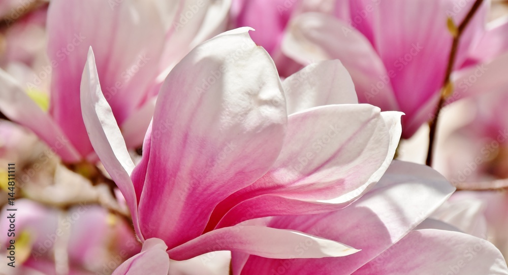 Close up of beautiful pink and white Alexandrina Magnolia blossoms