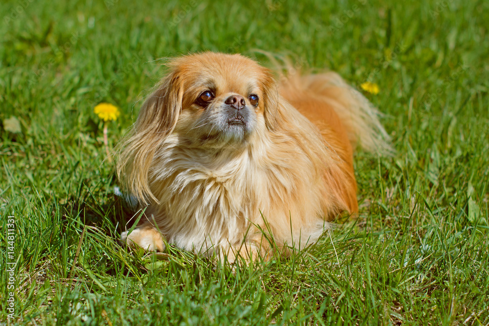 Very beautiful light red dog Pekingese playing in the yard in the green grass and flowers in the sun enjoying life around garden