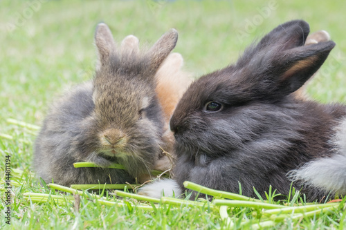 New born rabbit on green grass photo