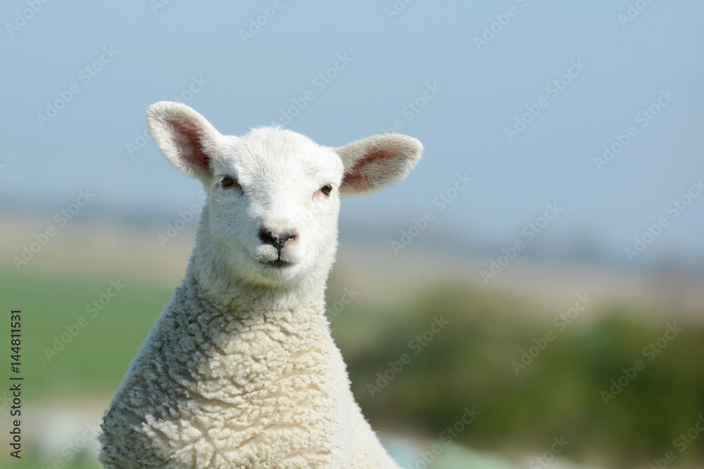 Sheep lamb standing on pasture and looking Sheep lamb standing on pasture and looking