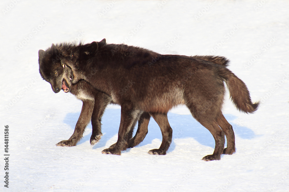 Fototapeta premium Two black canadian wolves frolicking on white snow.