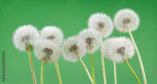Dandelion flower on green color background  object on blank space backdrop  nature and spring season concept.