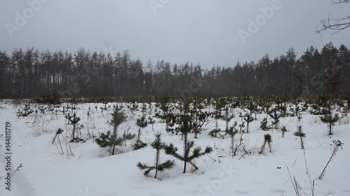 Wallpaper Mural Following the footsteps in snow through winter forest, Plantation planting young trees. Christmas trees grow by the holidays, landscaping boards. Torontodigital.ca
