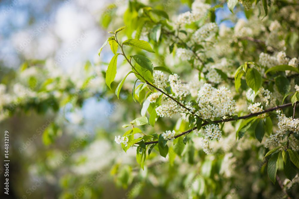 branch of a blossoming spring bird cherry against the blue sky branch of a blossoming spring bird cherry against the blue sky