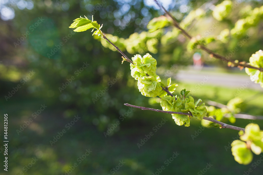 Fototapeta premium Soft de focused spring texture of tree branches with first new leaves on it