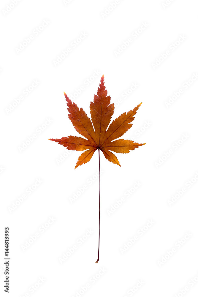 Dry Maple Leaf on white background Dry Maple Leaf on white background