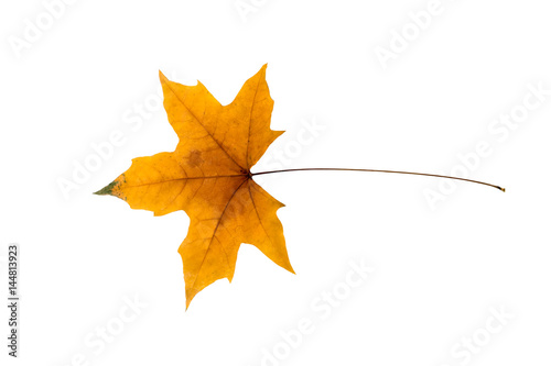 Dry Maple Leaf on white background