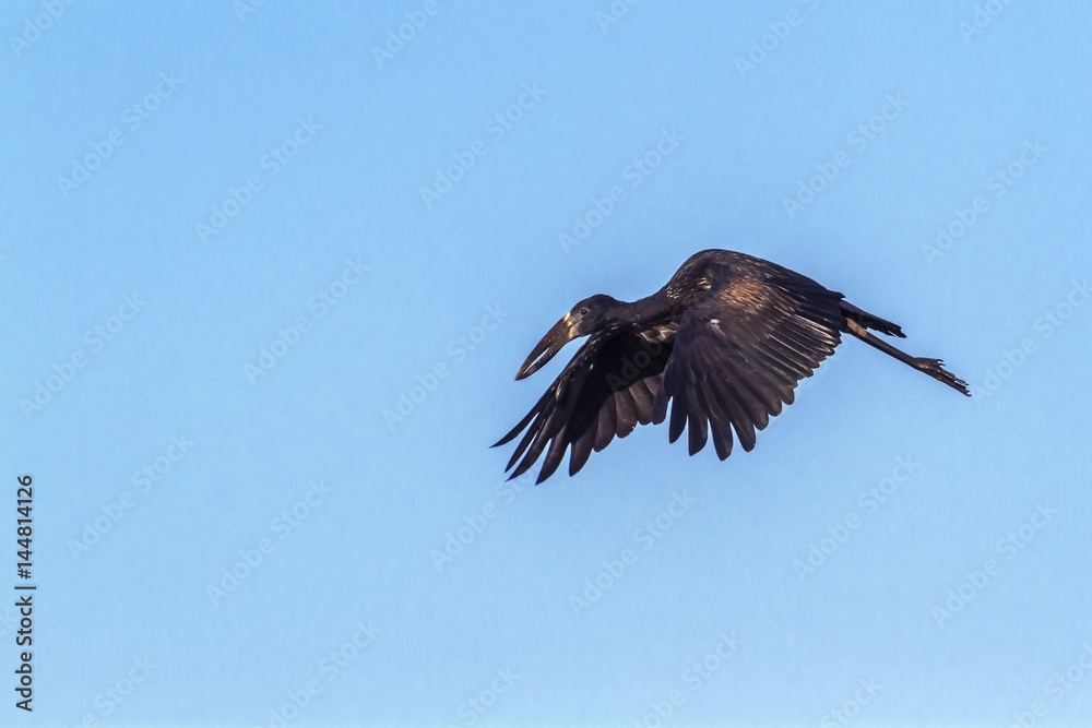 African openbill in Kruger National park, South Africa African openbill in Kruger National park, South Africa