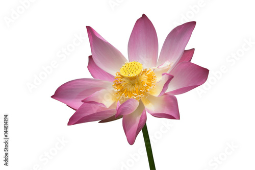 lotus on isolate white background.